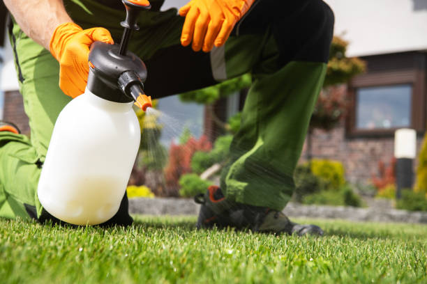 Best Termite Control Services  in Alton, TX