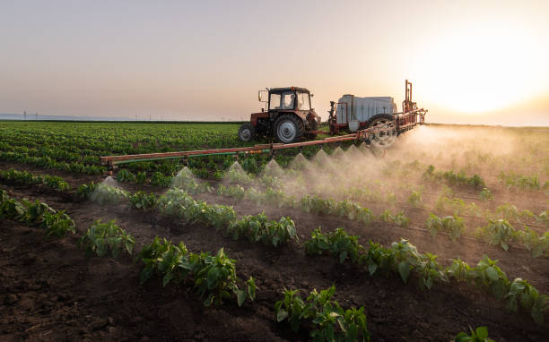Reliable Alton, TX Pest Control Solutions