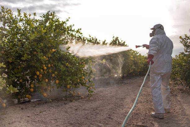 Best Pest Control for Homes  in Alton, TX