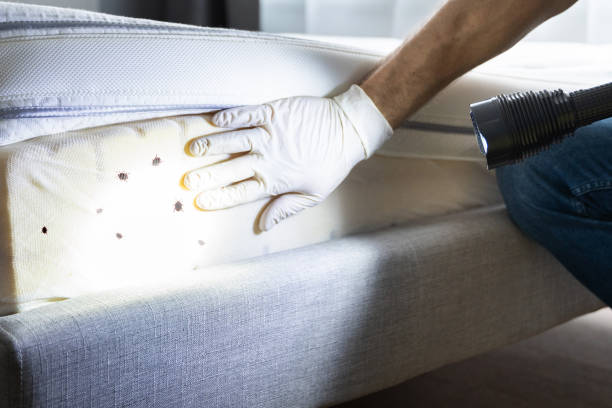 Best Cockroach Control Services  in Alton, TX
