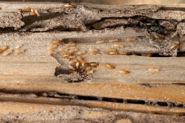 Flea Control Services in Alton, TX