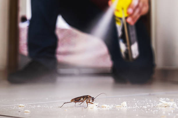 Best Insect Control  in Alton, TX